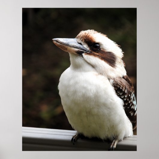 Poster Kookaburra (Devant)