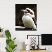 Poster Kookaburra (Bureau à domicile)