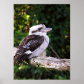 Poster Kookaburra (Devant)