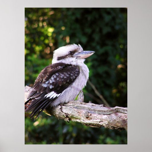 Poster Kookaburra (Devant)