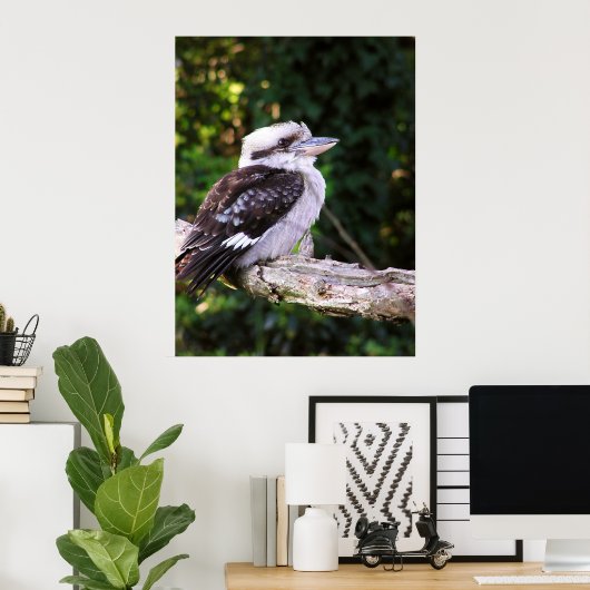 Poster Kookaburra (Bureau à domicile)