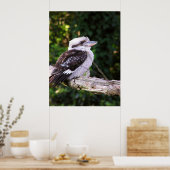 Poster Kookaburra (Cuisine)