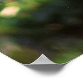 Poster Kookaburra (Coin)