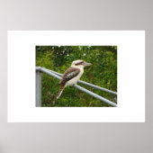 Poster Kookaburra (Devant)