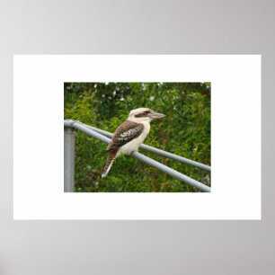 Poster Kookaburra