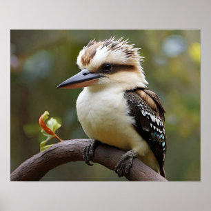 Poster Kookaburra