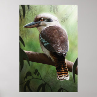 Poster Kookaburra