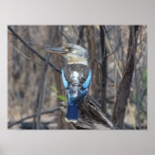 Poster Kookaburra Bird (Devant)
