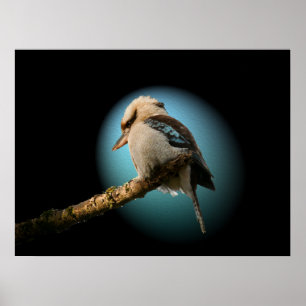 Poster Kookaburra dans le projecteur
