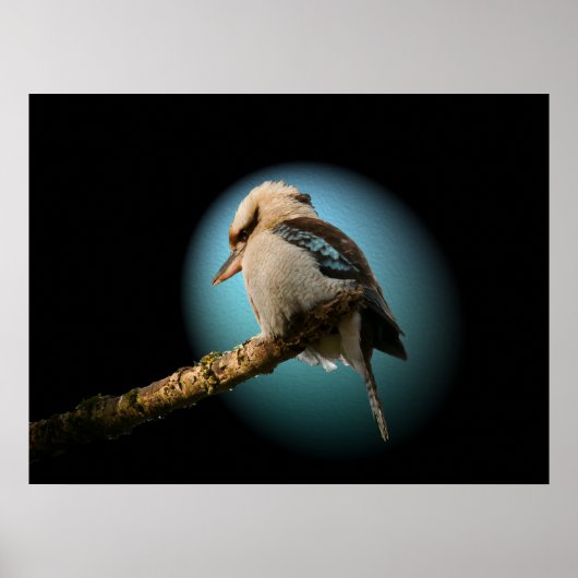 Poster Kookaburra sous les projecteurs (Devant)