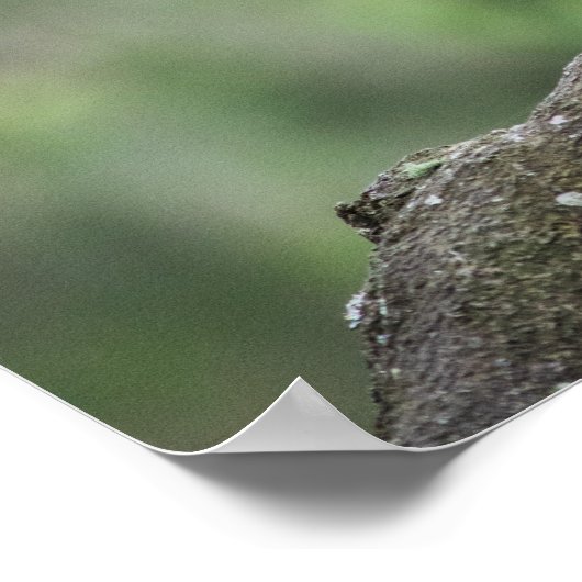 Poster Kookaburra sur branche (Coin)