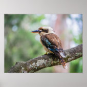 Poster Kookaburra sur branche (Devant)
