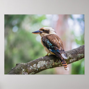 Poster Kookaburra sur branche