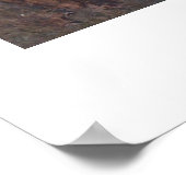 Poster Kookaburras (Coin)