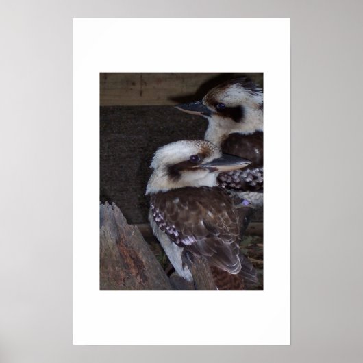 Poster Kookaburras (Devant)