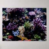 poster - koraalrif (Voorkant)
