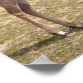 Poster Kudu grand enfant (Coin)