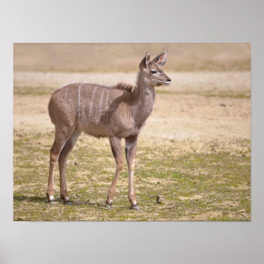 Poster Kudu grand enfant (Devant)