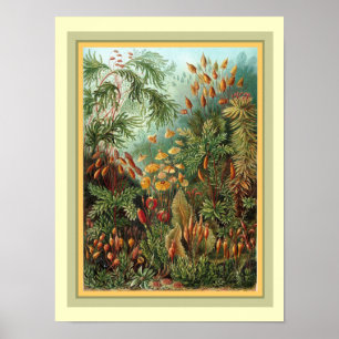 Poster Kunstformen der Nature de Haeckel 12 x 16