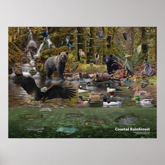 Poster kustregenwoud (Voorkant)