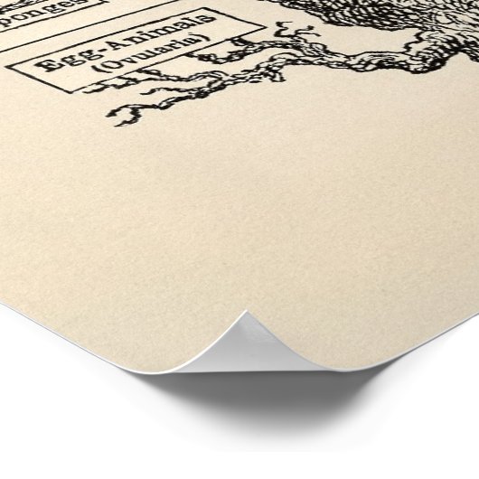 Poster L'"arbre de vie" d'Ernst Haeckel (Coin)