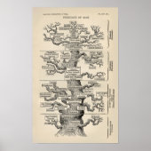 Poster L'"arbre de vie" d'Ernst Haeckel (Devant)