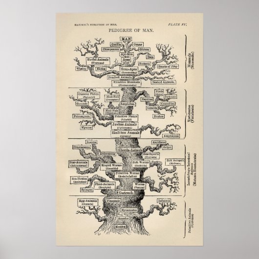 Poster L'"arbre de vie" d'Ernst Haeckel (Devant)
