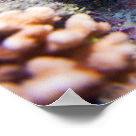 Poster La barrière de corail (Coin)