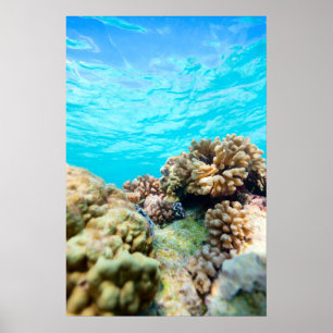 Poster La barrière de corail