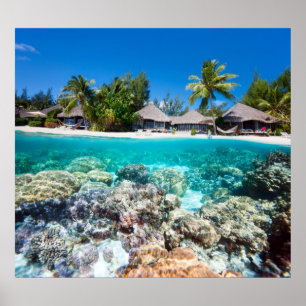 Poster La barrière de corail et la station tropicale