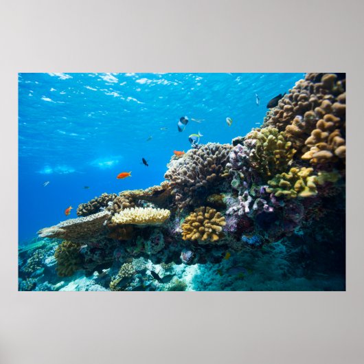 Poster La barrière de corail sous l'eau (Devant)