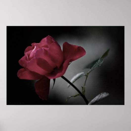 Poster La beauté de l'amour (Devant)