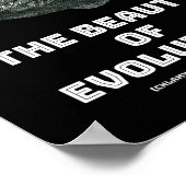 Poster La beauté des requins de l'évolution (Coin)