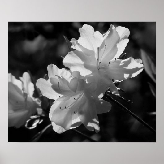 Poster La beauté du printemps (Devant)