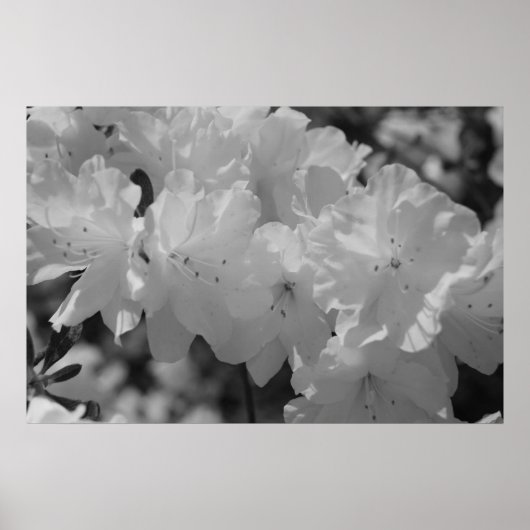 Poster La beauté du printemps III (Devant)