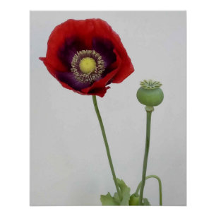 Poster La beauté est aussi la Bête.