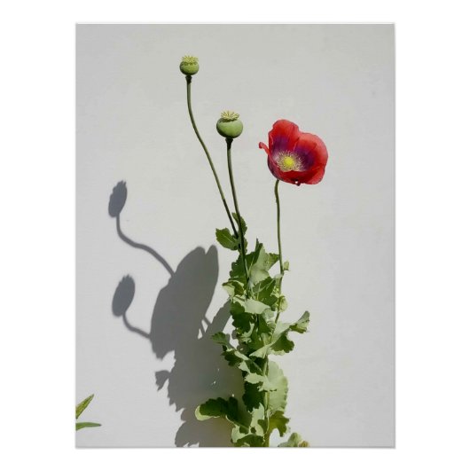 Poster La beauté est aussi la Bête. (Devant)