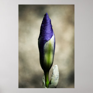 Poster La beauté naissante