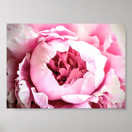Poster La Belle Fleur Peony Rose Élégante (Devant)