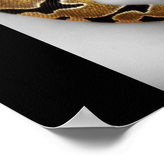 Poster La berceuse de Python (Coin)