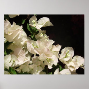 Poster La bouganvillée blanche fleurit l'affiche