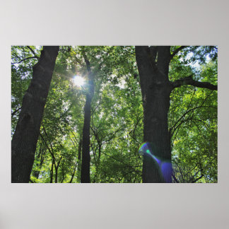 Poster La bulle du soleil