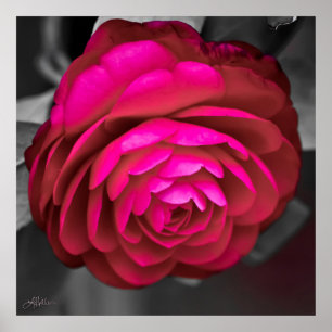 Poster La Camélia rose