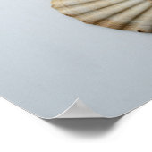 Poster La Camellie Et Les Coquilles (Coin)