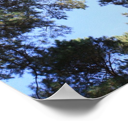 Poster La canopée de la forêt de pins (Coin)