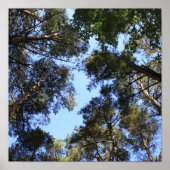 Poster La canopée de la forêt de pins (Devant)