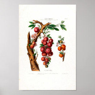Poster La Cerise Créole Vintage Botanique Flore D Ameriqu