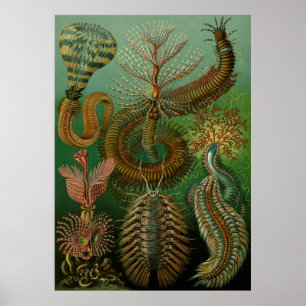 Poster La Chaetopode de Haeckel