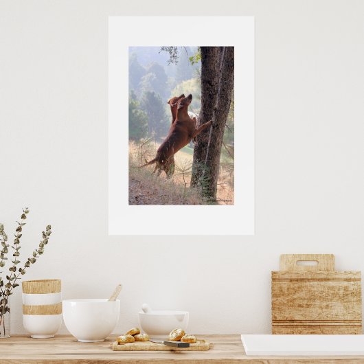 Poster La chasse aux écureuils (Cuisine)