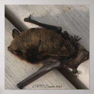 Poster La chauve-souris qui est venue prendre le petit dé
